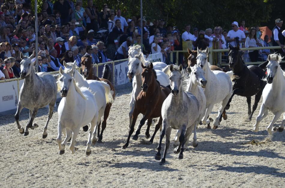 Arabs Flock Arab Breed