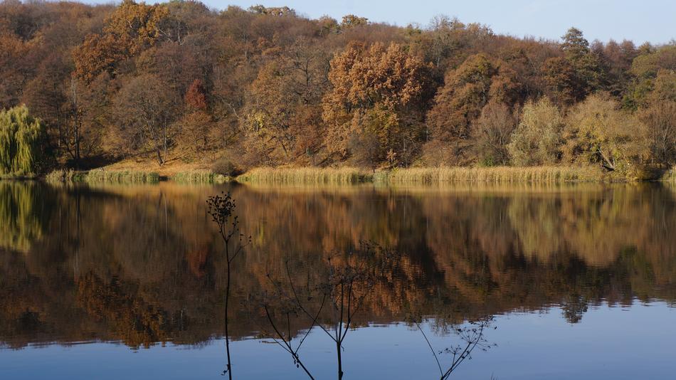 beautiful reflection of the forest in the lake