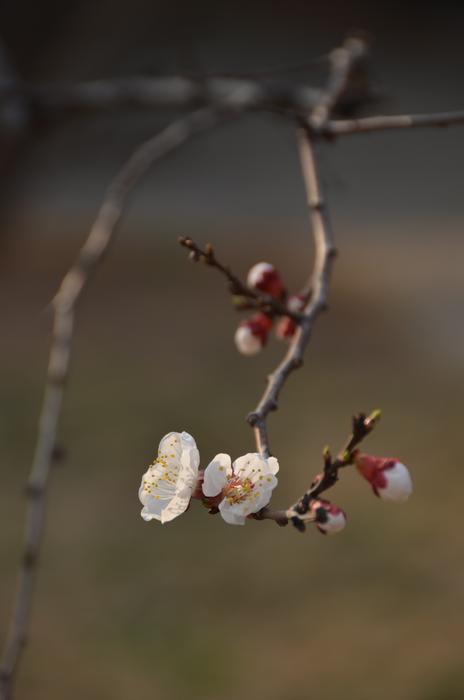 Plum Branch White Blossom
