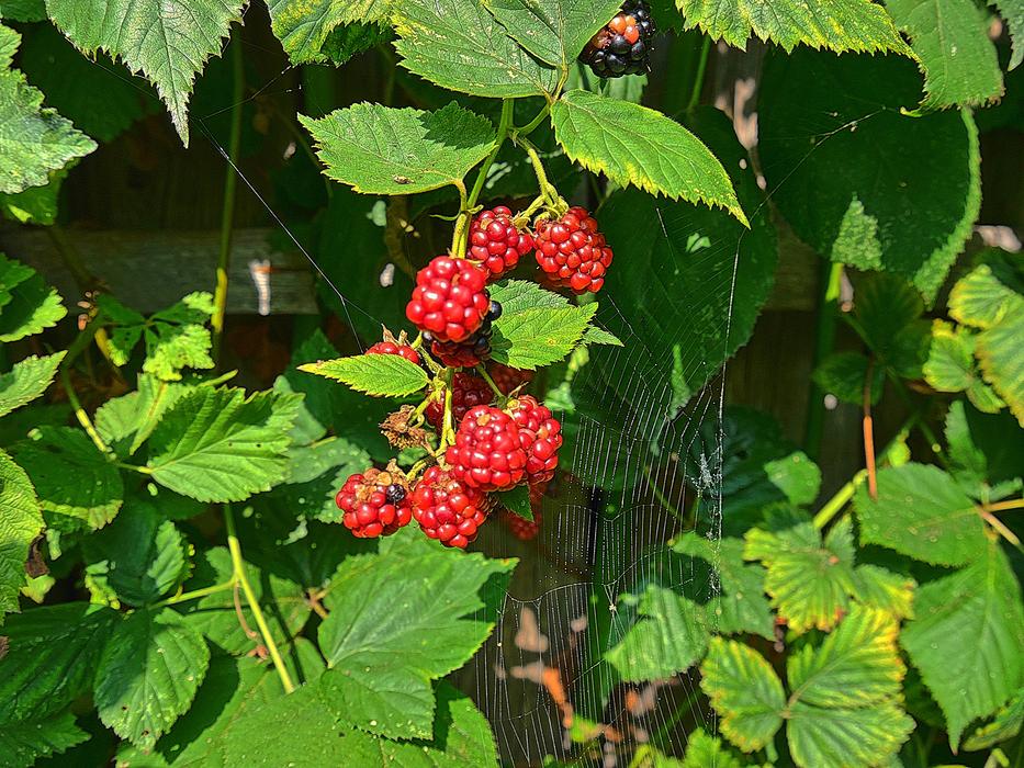 Blackberry Fruit