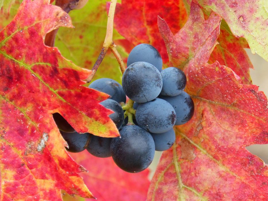 Grape Priorat Vineyard Red