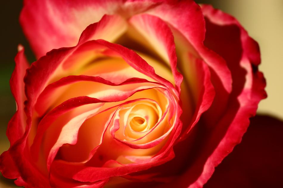 red rose with yellow center