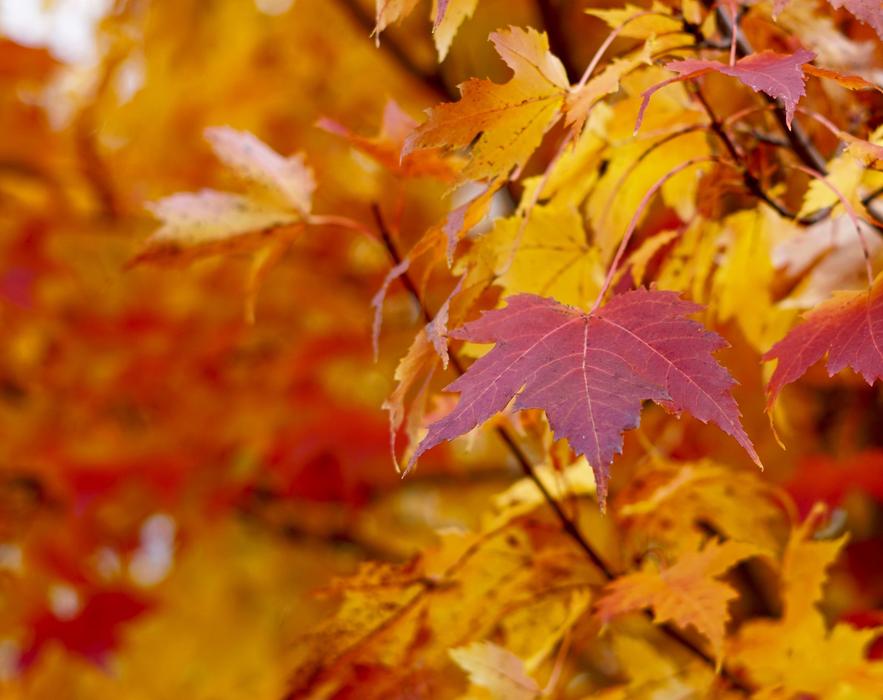 Eaves Fall Autumn