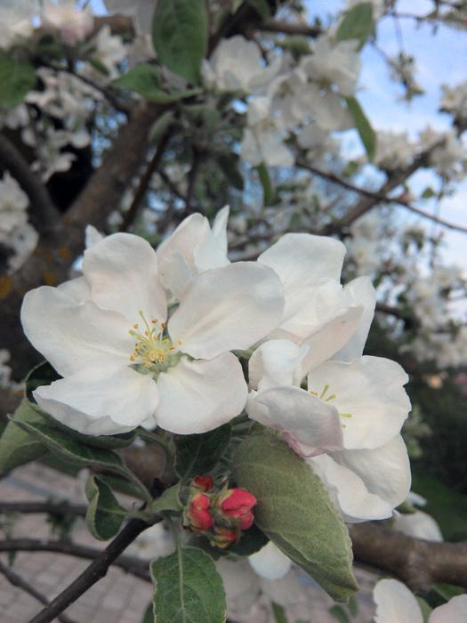 Spring Apple Tree Blossom