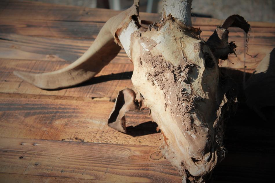 Goat Skull Satanism Halloween