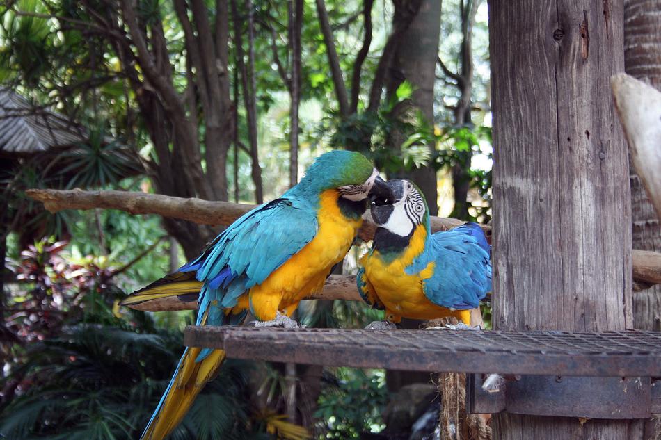 Macaw Parrots Birds