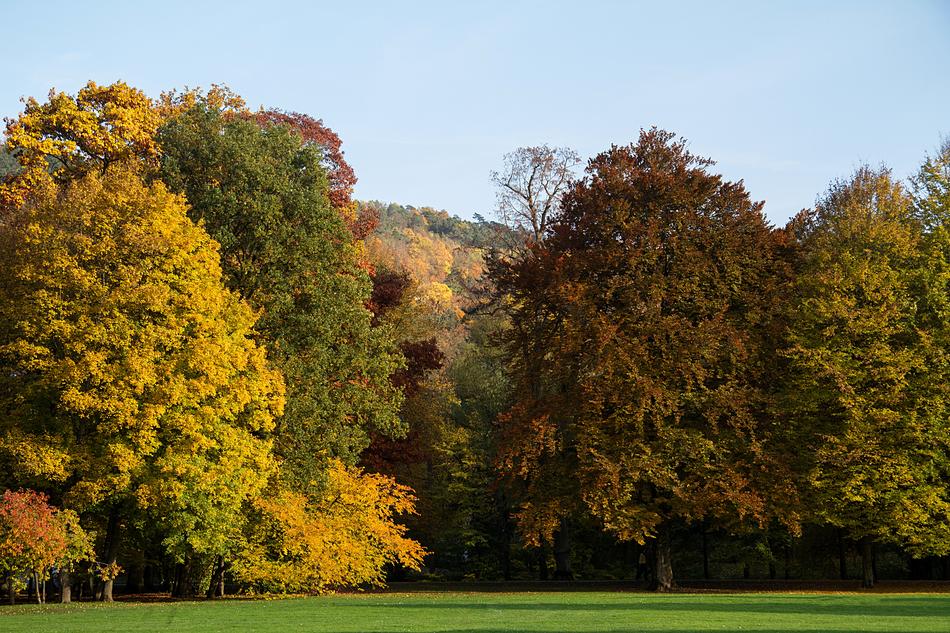 Autumn Leaves Fall