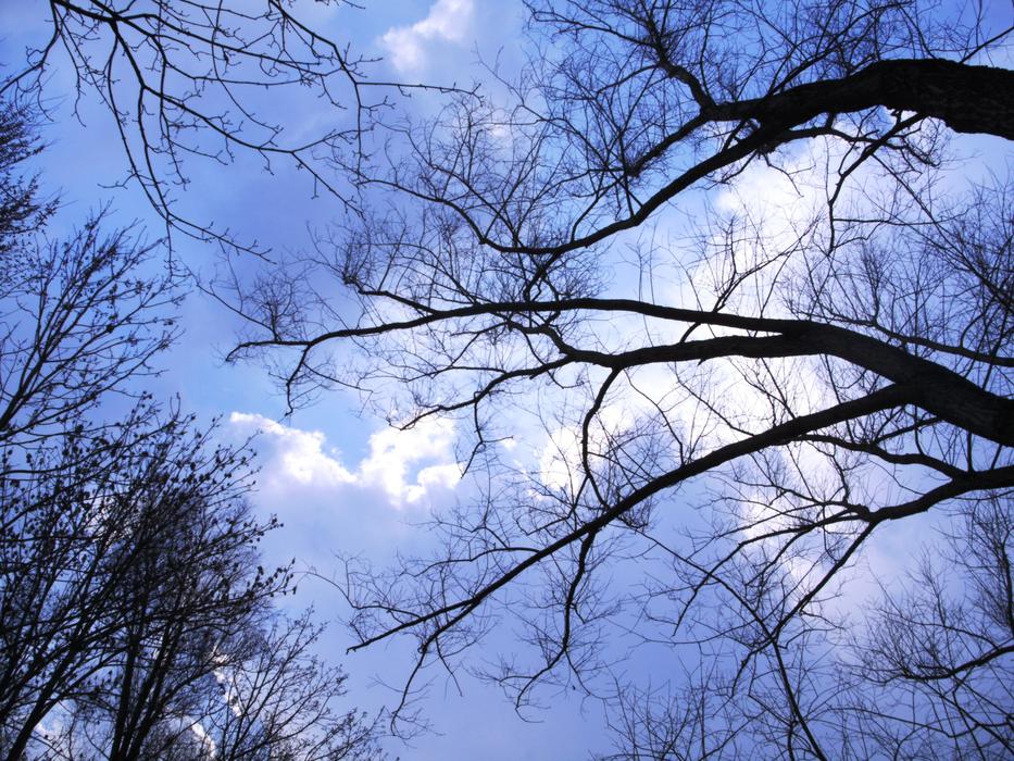 branches with clouds in the sky
