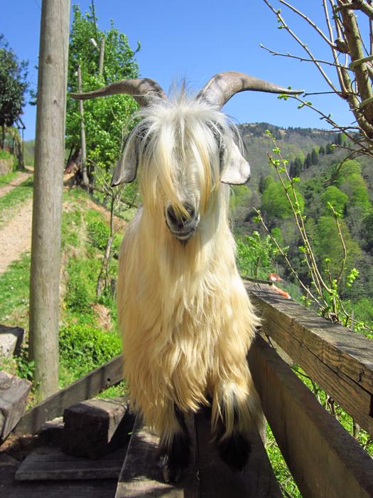 Goat Rize