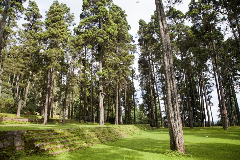 trees in a green, beautiful meadow