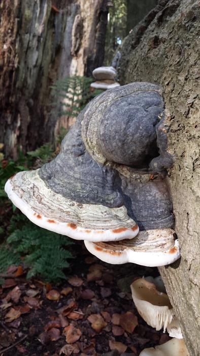 mushrooms on a pole in the woods