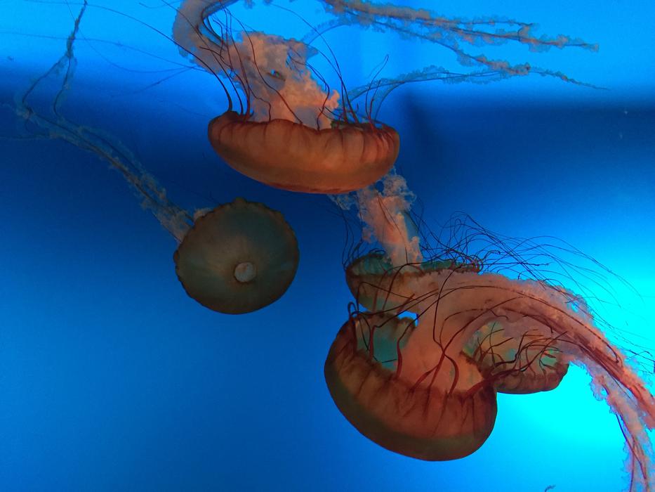 Jellyfish Aquarium