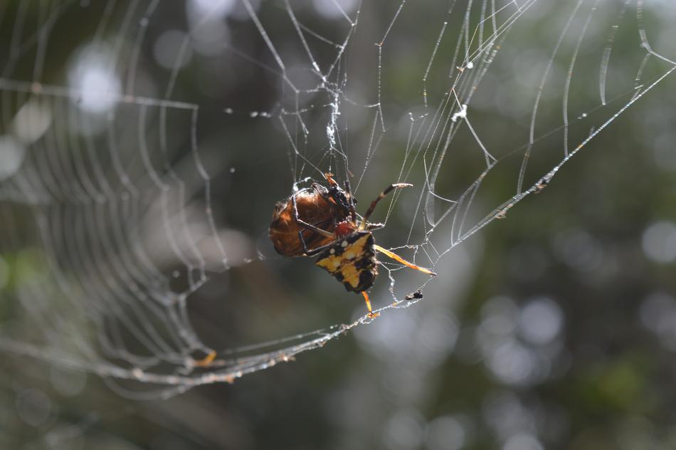 Spider Cobweb
