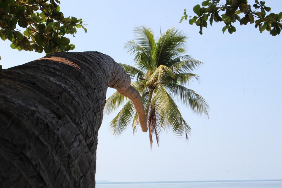 Coconut Trees macro
