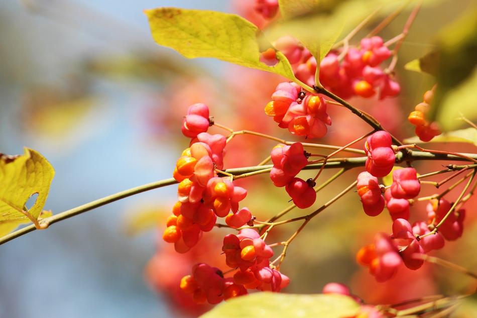 Spindle Autumn Light Golden