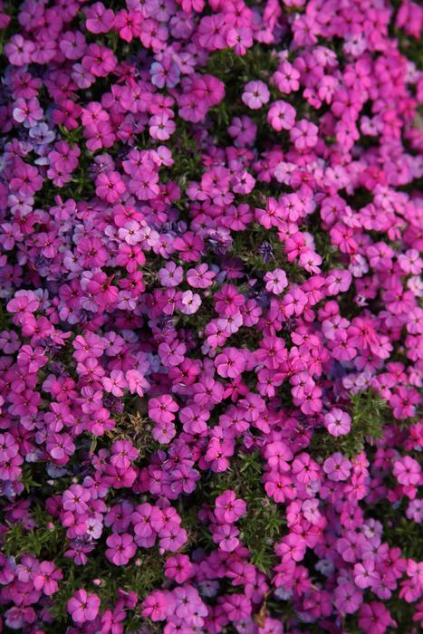 Flower Summer Pink