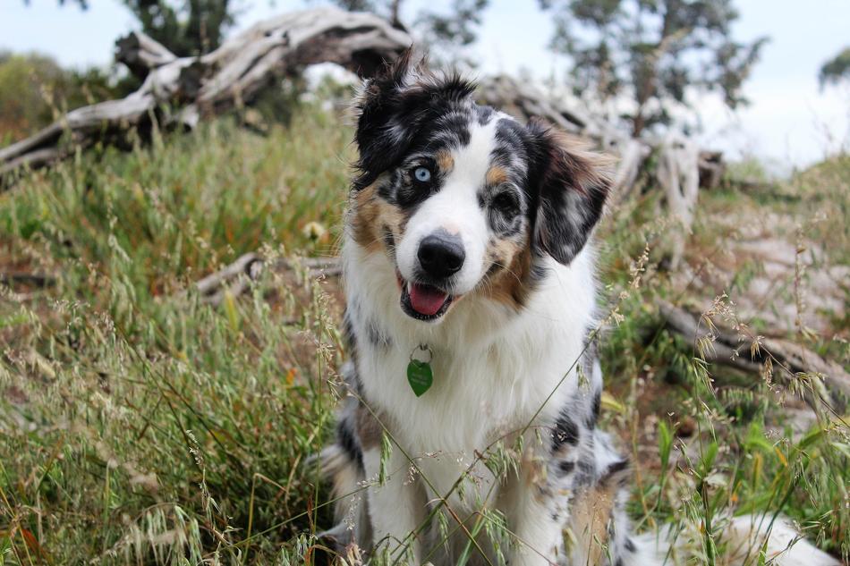 Dog in Nature
