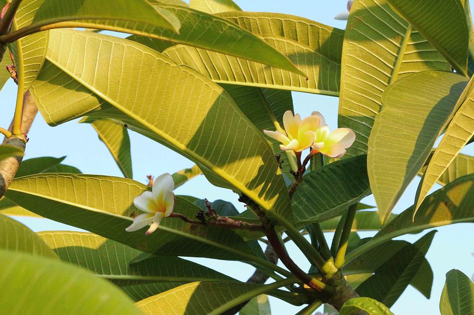 flowers in the foliage landscape