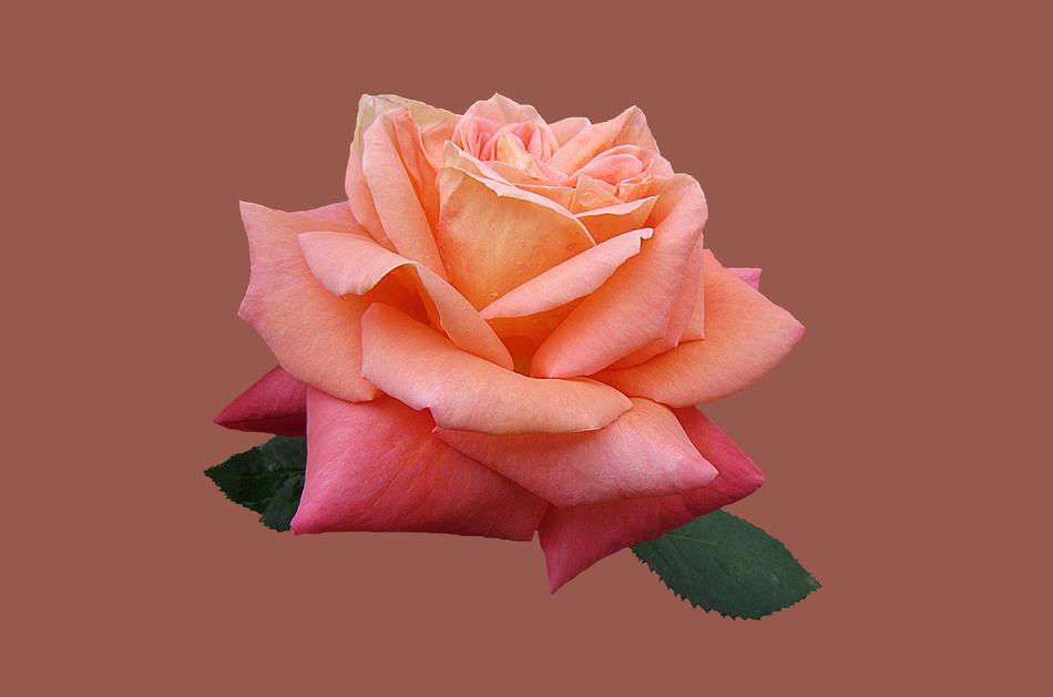 red gorgeous rose