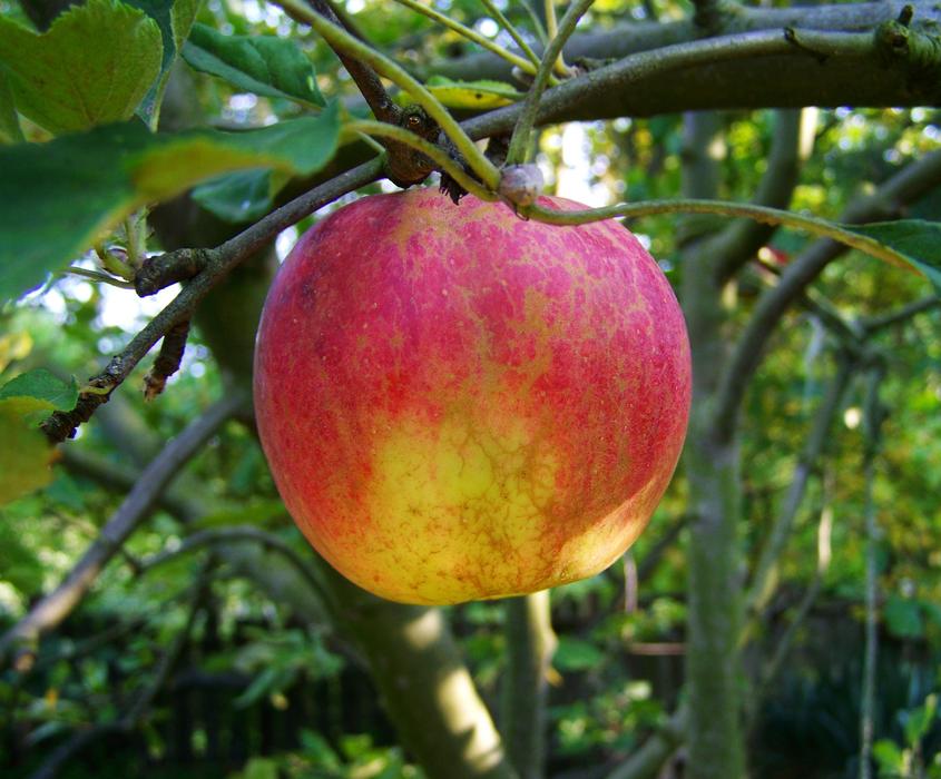 red apple on a branch