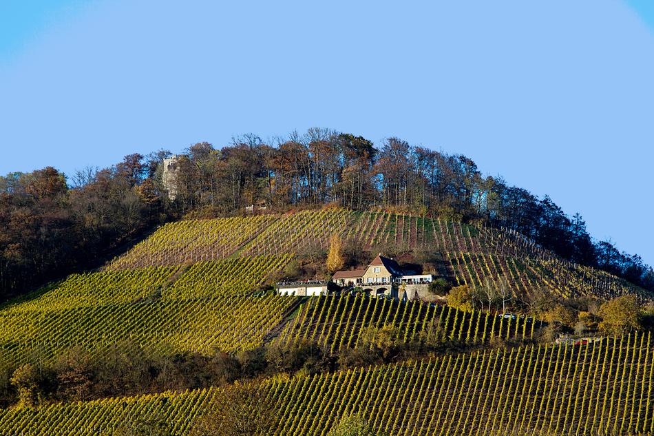 Autumn Vineyard Mood Fall