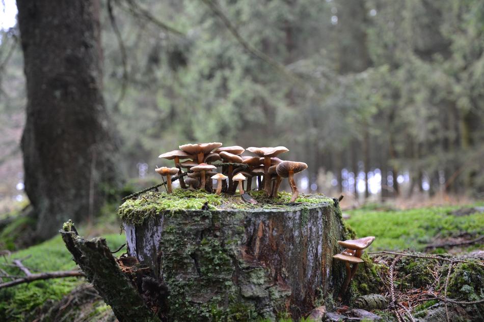 little mushrooms on a rock in the woods