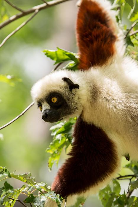 Lemur Coquerel'S Sifaka