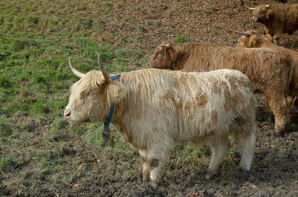 Highland Beef Cow