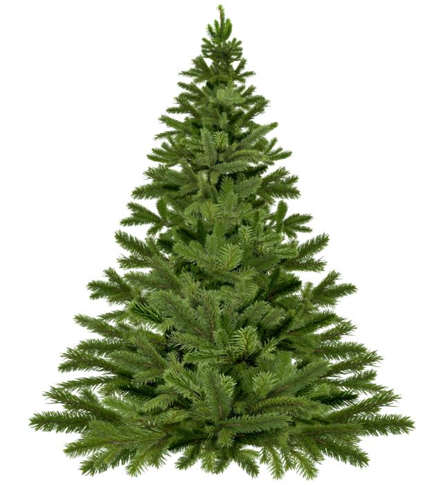 christmas tree christmas