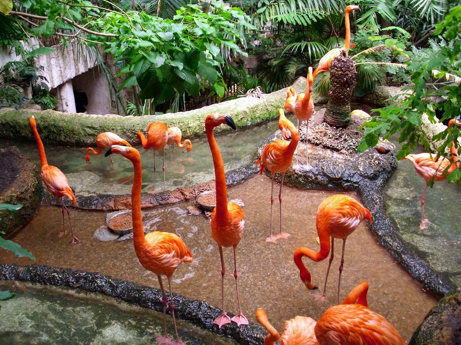 Bird Zoo Animal