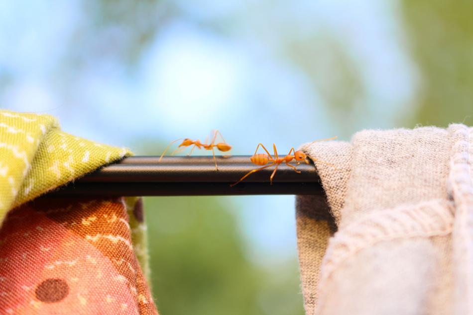 Ant Natural Cloth