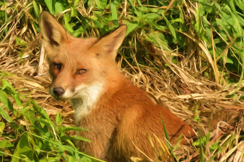 fox in the grass