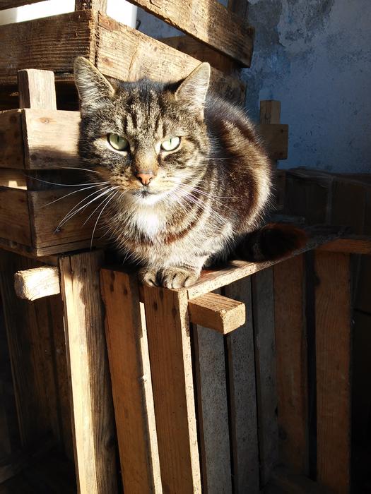 domestic cat on wooden boxes in the sun