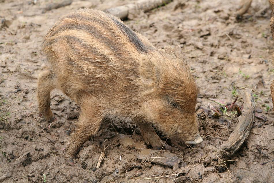 Launchy Boar Wild