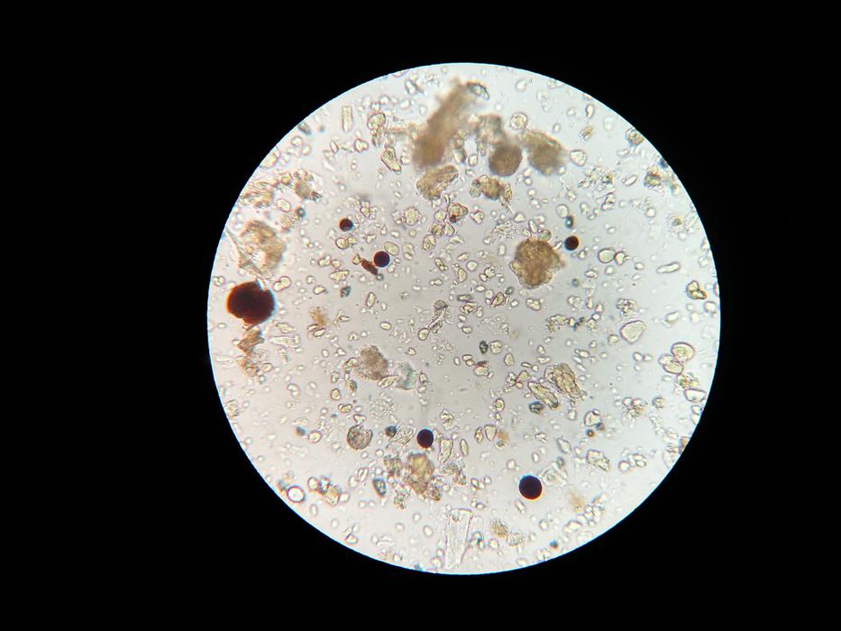 Soil Microbes Microscope