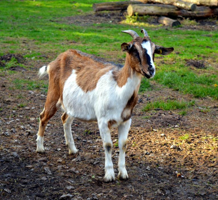 Goat Billy Goatee
