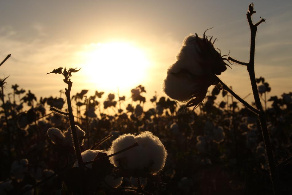 a field of flowers in the light