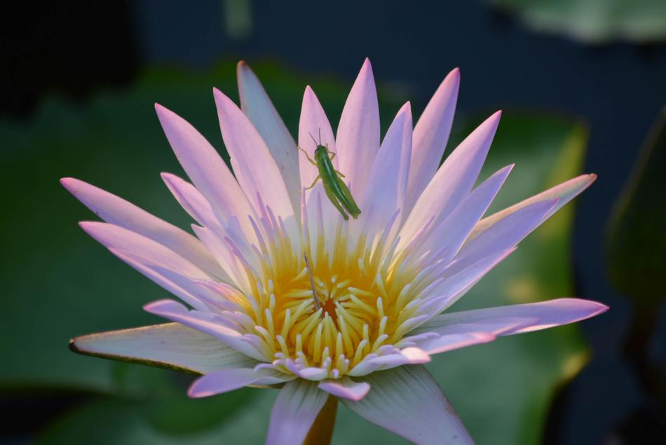 wonderful Bright flower