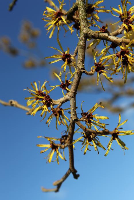Branch Bud Close Up Spring