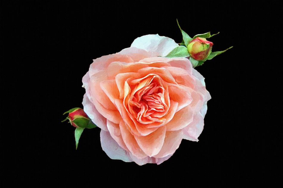 painting canvas photo painting rose