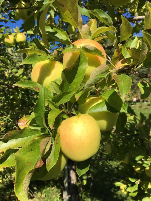 Honey Gold Apple Tree