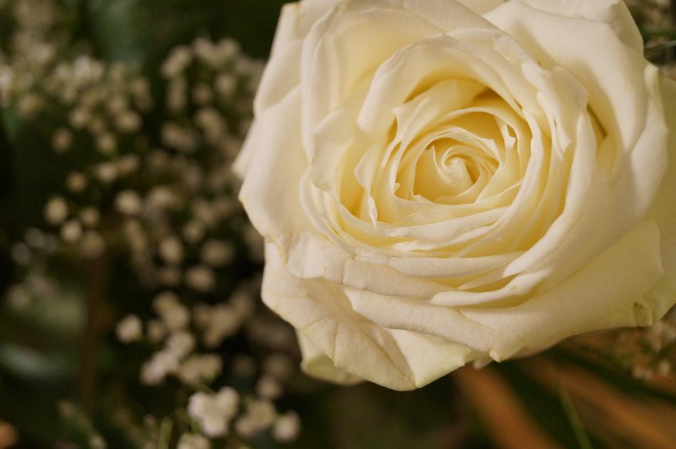 white wedding rose