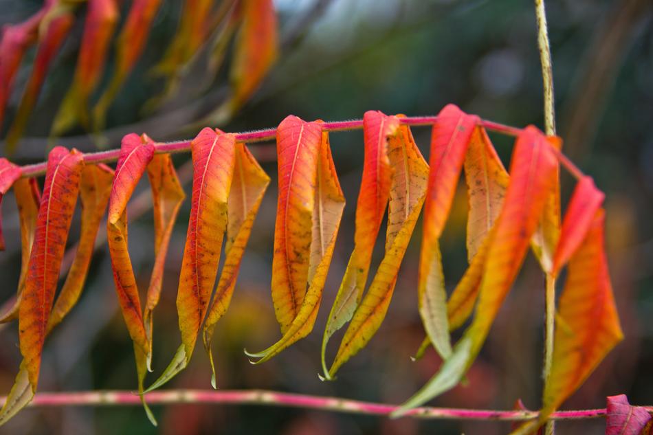 fall flower leaves