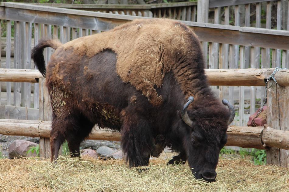 Beautiful, colorful and cute Bison on the hay, on the farm