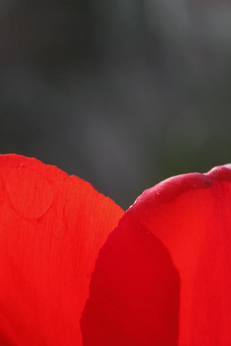 red flower petal