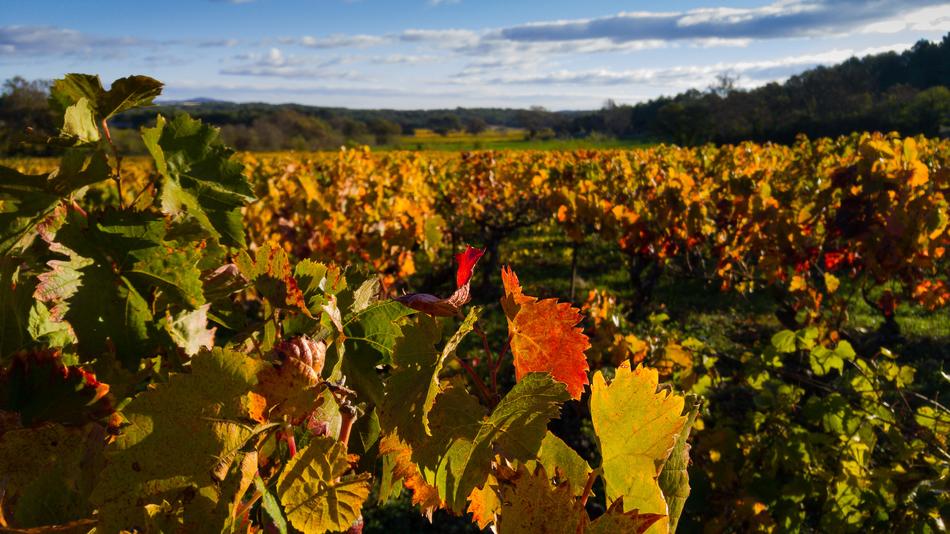 autumn field landscape
