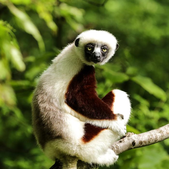 funny lemur in the jungle