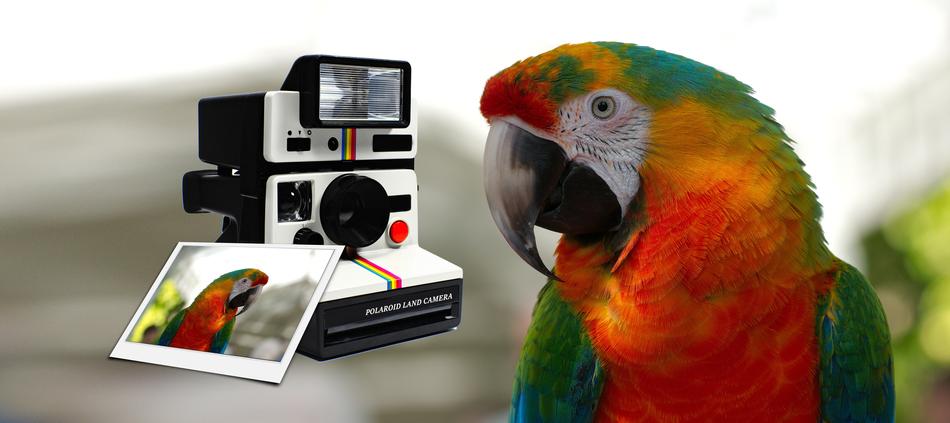 polaroid camera ara