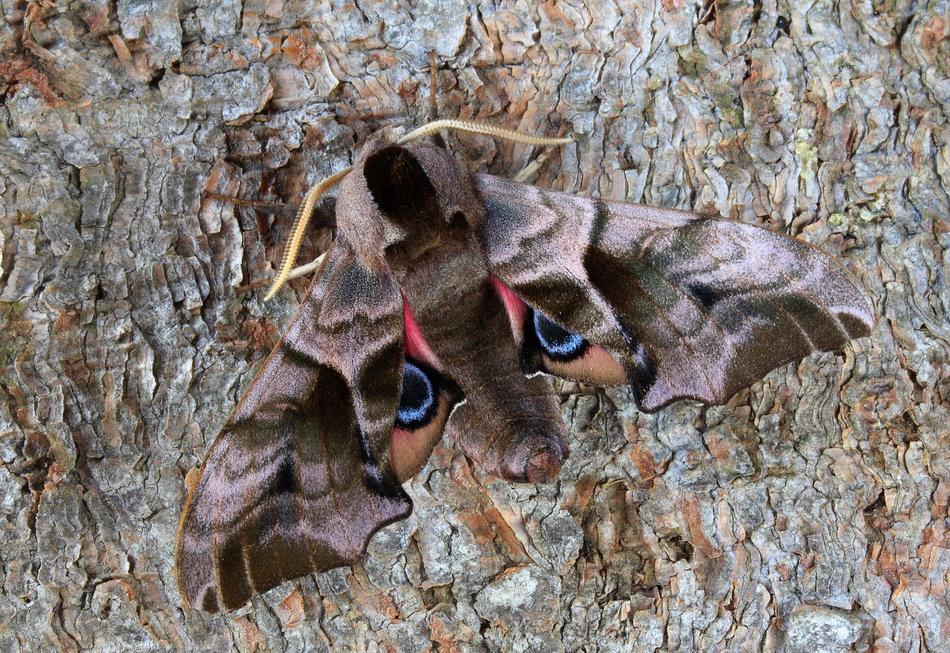 a butterfly with a gorgeous pattern