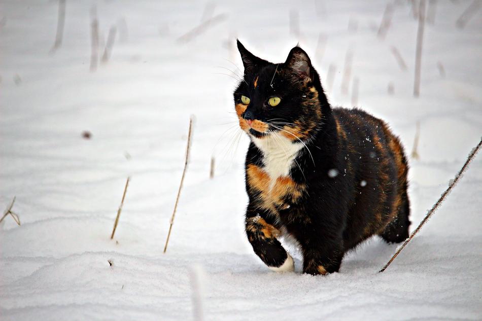 Cat Snow Winter
